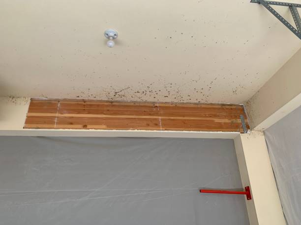 Middlesborough, KY Mold Removal Company